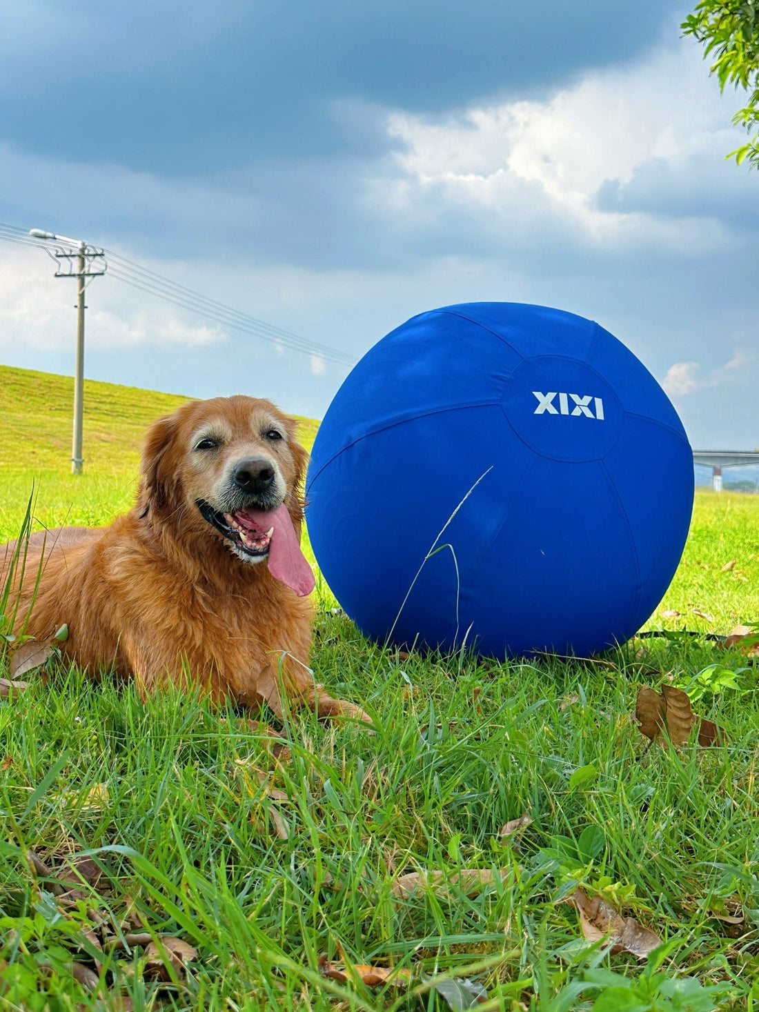 large herding ball for high energy dogs outdoor exercise