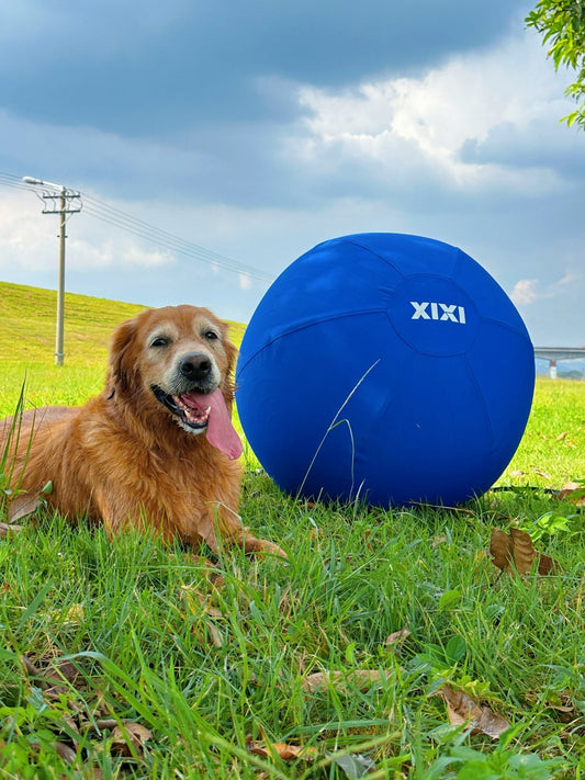 large herding ball for high energy dogs outdoor exercise