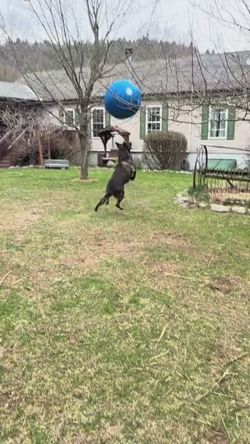 Dog video cover