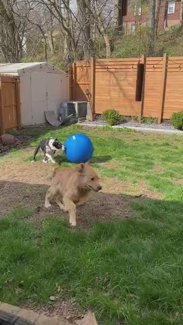 Dog video cover