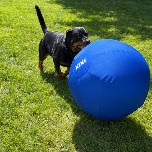A black-and-tan dog beside a blue XIXI herding ball on grass.